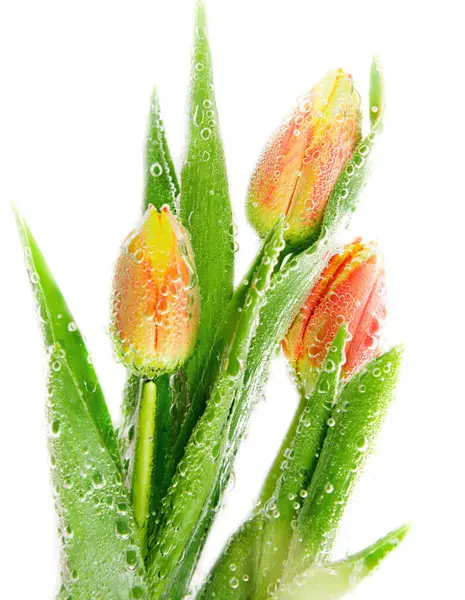 su kabarcıkları turuncu laleler