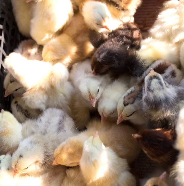  Bir sürü küçük piliç..