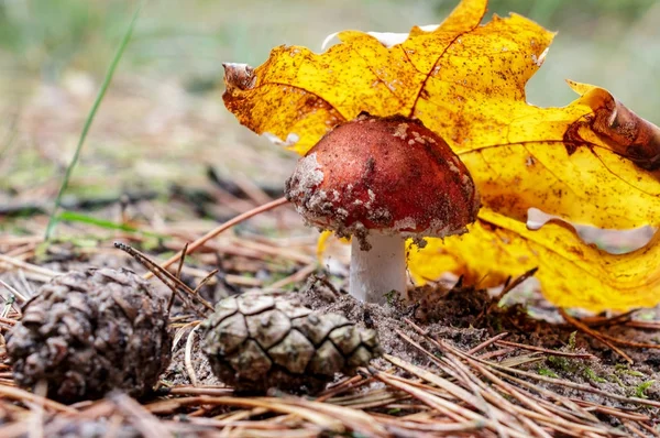 Amanita bir yaprak ile kaplı.