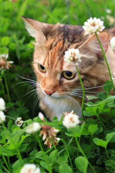 Um gato vermelho na grama e flores . — Fotografia de Stock