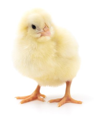 küçük sarı tavuk. 