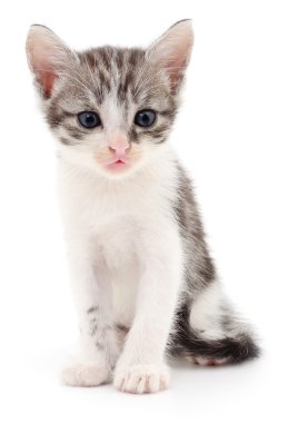 küçük gri kedicik.