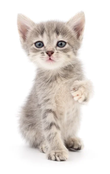 Pequeno gatinho cinzento . — Fotografia de Stock