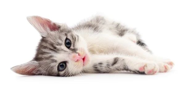 Kleine grijze kitten. — Stockfoto