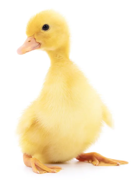 One yellow duckling. — Stock Photo, Image