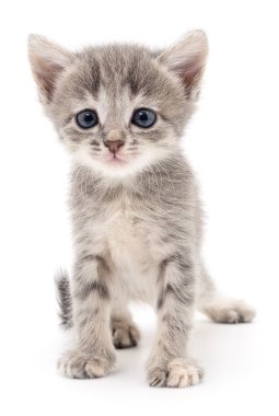 küçük gri kedicik.