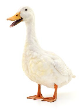 Duck on white.