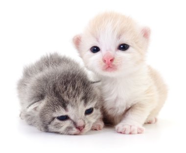 iki küçük yavru kedi.