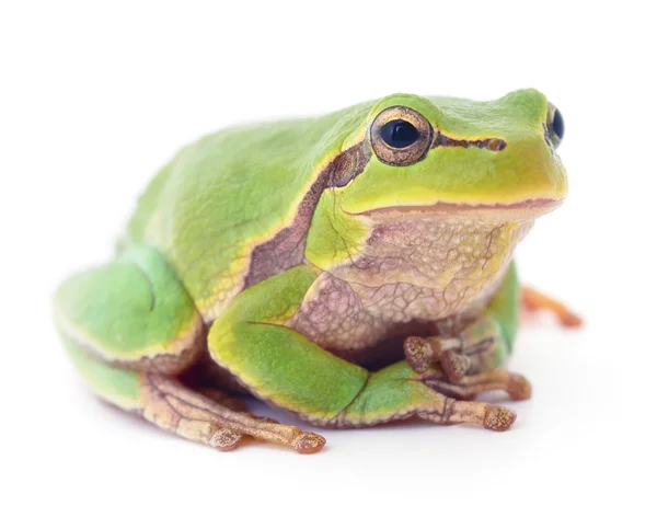 Grüner Frosch. — Stockfoto