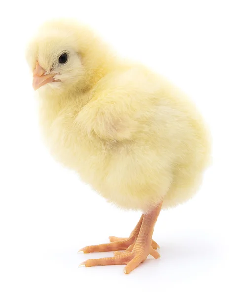 Pollo amarillo pequeño . — Foto de Stock