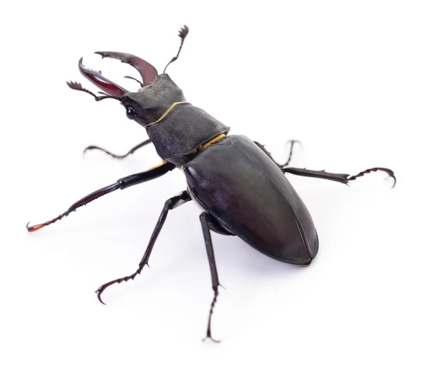 Black Stag Beetle. — Stock Photo, Image