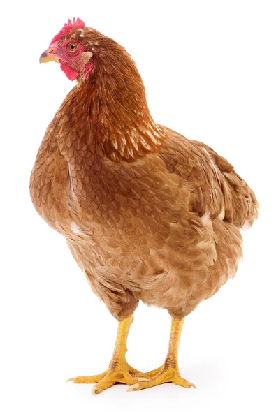 Gallina marrón aislada . — Foto de Stock