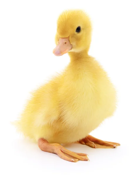 Bir sarı ördek yavrusu. — Stok fotoğraf