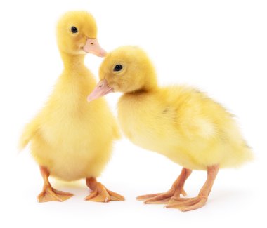 iki sarı ördek yavrusu.