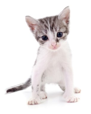 küçük gri kedicik.