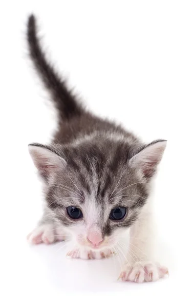 Small gray kitten. — Stock Photo, Image