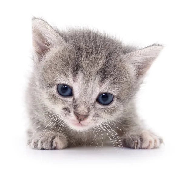 Pequeno gatinho cinzento . — Fotografia de Stock