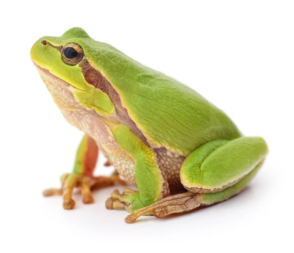 Grüner Frosch. — Stockfoto