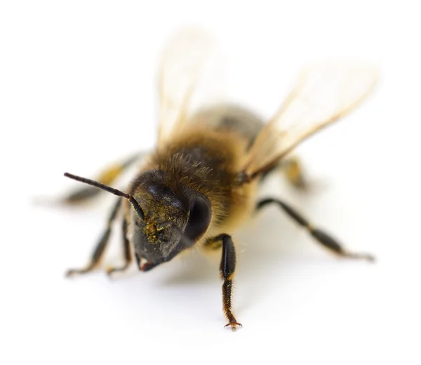 Bee op wit. — Stockfoto