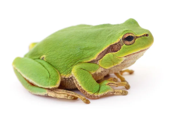 緑のカエル isollated. — ストック写真