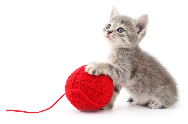 Kitten with ball of yarn.