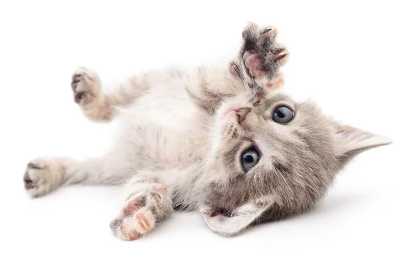 Pequeno gatinho cinzento . — Fotografia de Stock