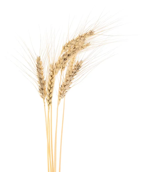 Букет пшениці на білому . — стокове фото