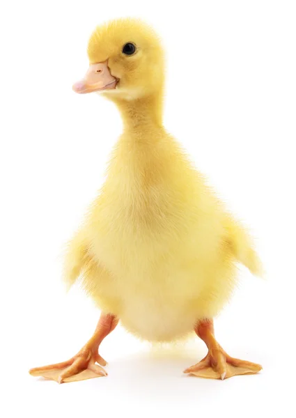 One yellow duckling. — Stock Photo, Image