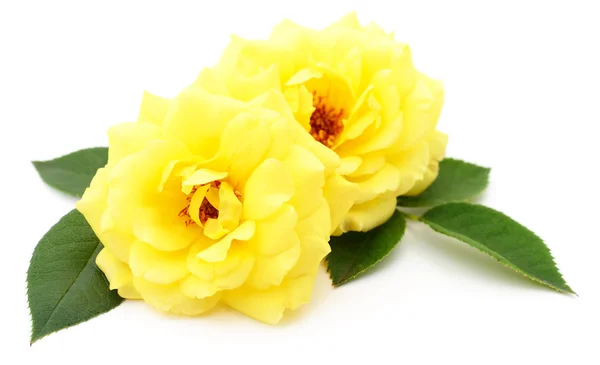美しい黄色のバラ. — ストック写真