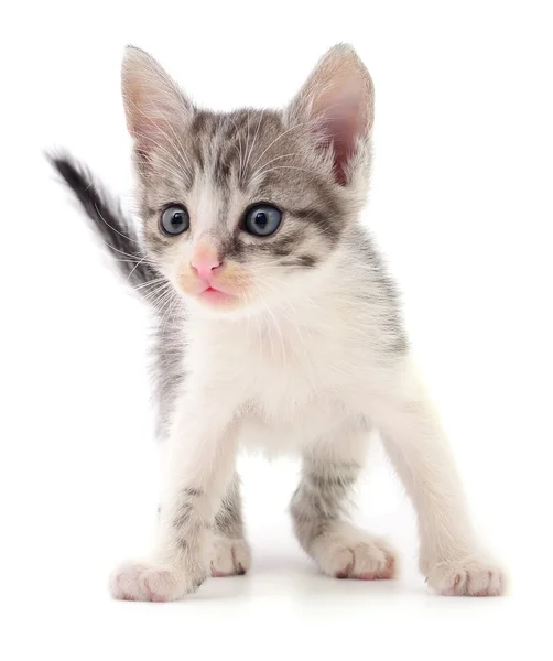 Small gray kitten. — Stock Photo, Image