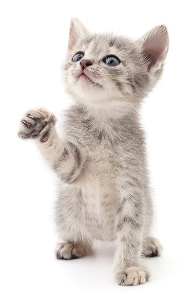 stock image Small gray kitten.