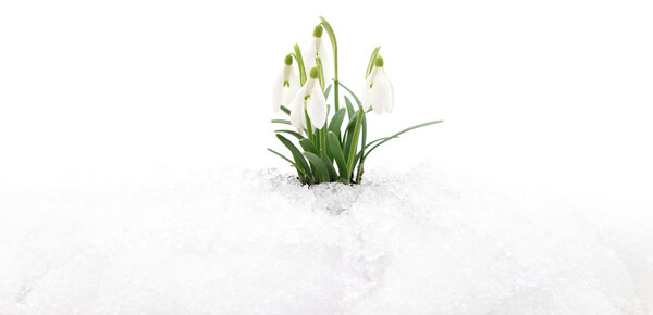 Подснежник и снег
.