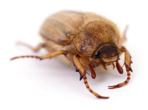 Chafer aislado en blanco — Foto de Stock