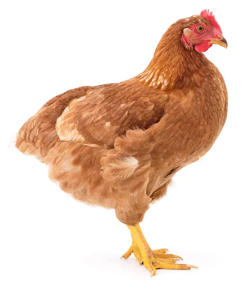 Brown hen isolated. — Stock Photo, Image