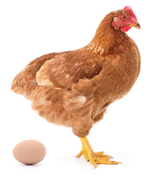 Brown hen and egg. — Stock Photo, Image