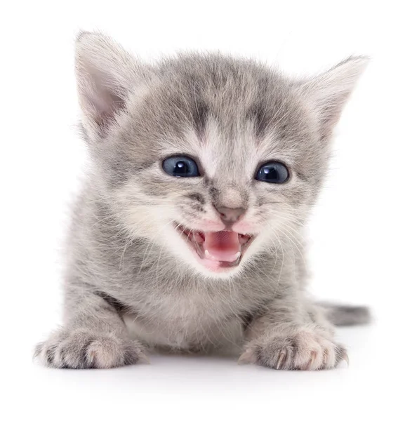 küçük gri kedicik.