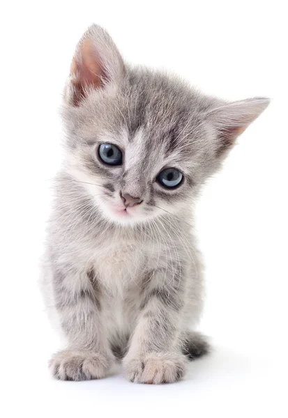 Pequeno gatinho cinzento . — Fotografia de Stock