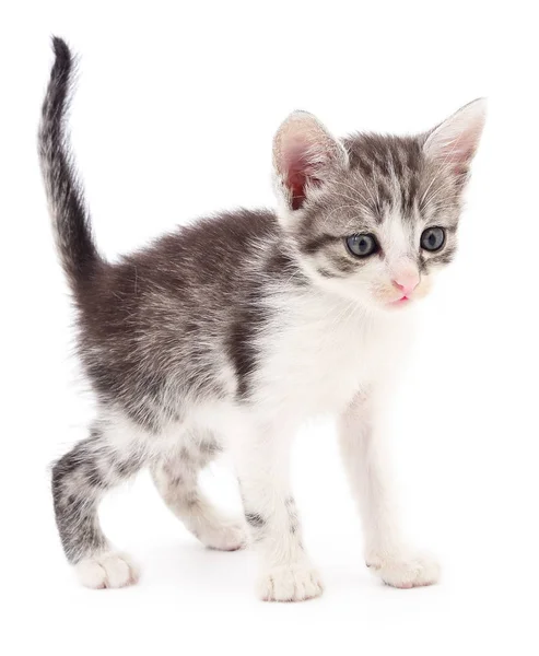 Small gray kitten. — Stock Photo, Image