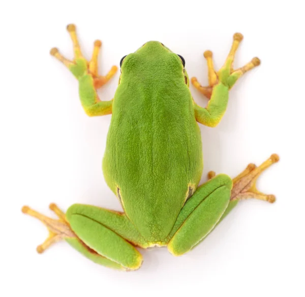 Grenouille verte isollée . — Photo