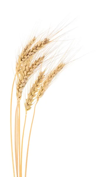 Uši z pšenice. — Stock fotografie