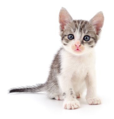 küçük gri kedicik.