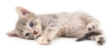 küçük gri kedicik.