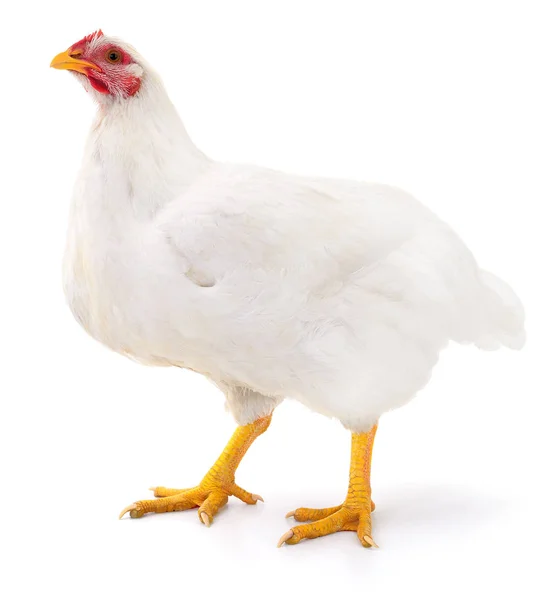 White hen isolated. — Stock Photo, Image