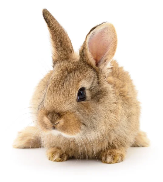 Braunes Kaninchen auf weiß. — Stockfoto