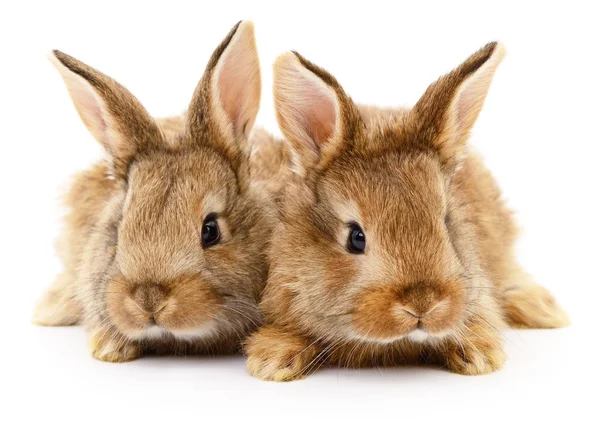 2 갈색 토끼. — 스톡 사진