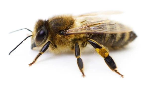 Bee op wit. — Stockfoto