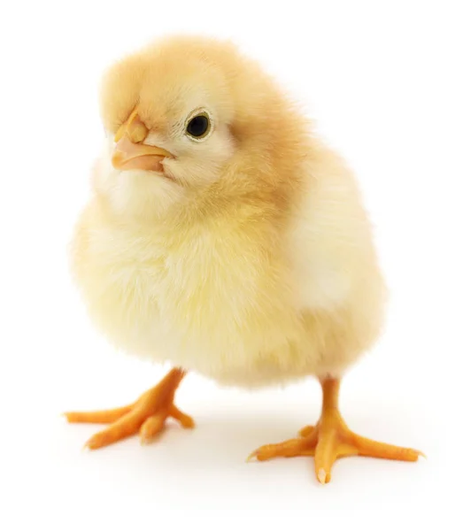 Malé žluté kuře. — Stock fotografie