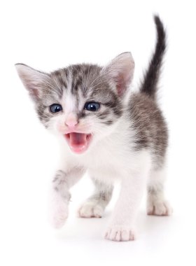 küçük gri kedicik.