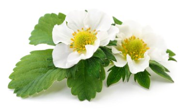 iki beyaz çiçekler.