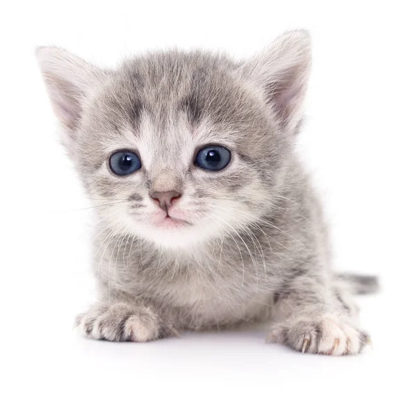 Pequeño gatito gris . —  Fotos de Stock